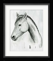 Silver Gelding II Fine Art Print