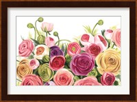 Ranunculus Panorama Fine Art Print