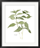 Herb Garden Sketches I Fine Art Print