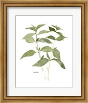 Herb Garden Sketches I Fine Art Print