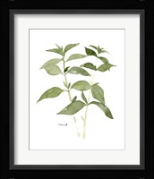 Herb Garden Sketches I Fine Art Print