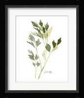Herb Garden Sketches II Fine Art Print