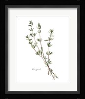 Herb Garden Sketches VI Fine Art Print