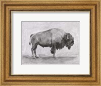 Wild Bison Study I Fine Art Print