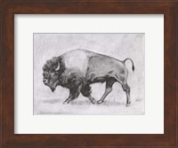 Wild Bison Study II Fine Art Print