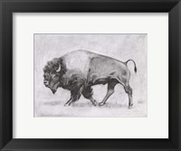 Wild Bison Study II Fine Art Print