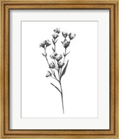 Wild Thistle III Fine Art Print