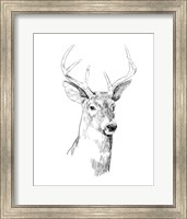 Young Buck Sketch I Fine Art Print