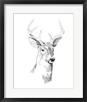 Young Buck Sketch I Fine Art Print