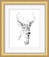 Young Buck Sketch I Fine Art Print