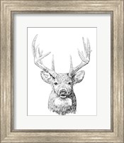 Young Buck Sketch II Fine Art Print