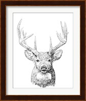 Young Buck Sketch II Fine Art Print
