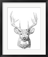 Young Buck Sketch II Framed Print