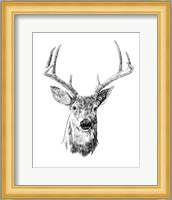 Young Buck Sketch III Fine Art Print