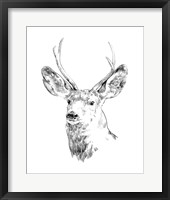 Young Buck Sketch IV Framed Print
