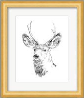Young Buck Sketch IV Fine Art Print