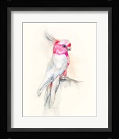 Opera Cockatoo I Framed Print