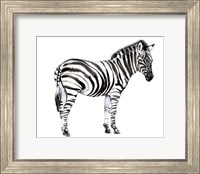 Standing Zebra I Fine Art Print