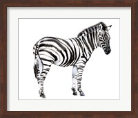Standing Zebra I Fine Art Print