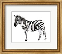 Standing Zebra II Fine Art Print