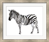 Standing Zebra II Fine Art Print