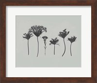 Wildflower Memory I Fine Art Print