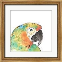 Tropical Bird Portrait IV Fine Art Print