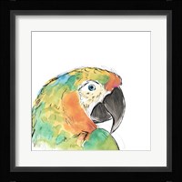 Tropical Bird Portrait IV Framed Print