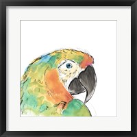Tropical Bird Portrait IV Framed Print