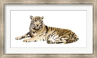 Watercolor Tiger I Fine Art Print
