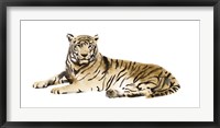 Watercolor Tiger I Fine Art Print