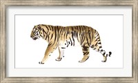 Watercolor Tiger III Fine Art Print