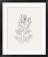 Wild Foliage Sketch II Framed Print