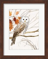 Harvest Owl I Fine Art Print