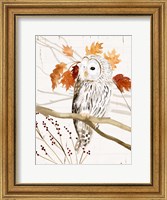 Harvest Owl II Fine Art Print