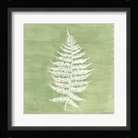 Forest Ferns I Framed Print