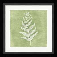 Forest Ferns II Framed Print