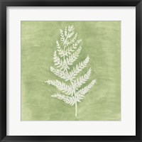 Forest Ferns II Framed Print