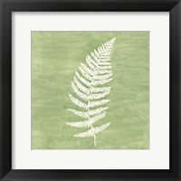 Forest Ferns III Fine Art Print