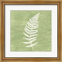 Forest Ferns III Fine Art Print