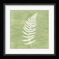 Forest Ferns III Framed Print