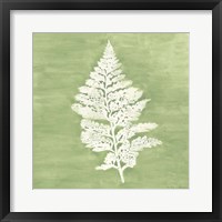 Forest Ferns IV Framed Print