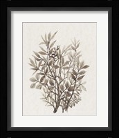 Leaf Arrangement IV Framed Print