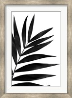 Black Palms I Fine Art Print