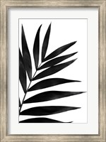 Black Palms I Fine Art Print