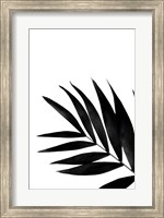 Black Palms II Fine Art Print