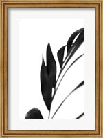 Black Palms III Fine Art Print