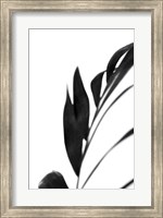 Black Palms III Fine Art Print