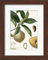 Turpin Tropical Fruit I Fine Art Print