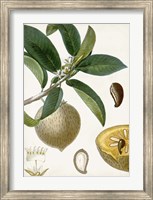 Turpin Tropical Fruit I Fine Art Print